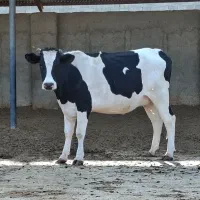 گوساله ماده گوشتی چاق