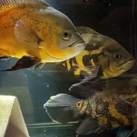 اسکار مسی و تایگر ۲۰سانت به بالا