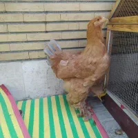 جوجه مرغ برهما ۵ ماهه
