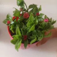 گلدون ناز ۸۰