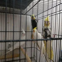 عروس هلندی مولد وتک