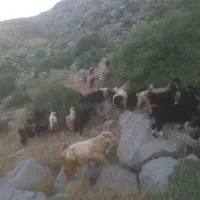 بزغاله نر ۱۰۰ راس