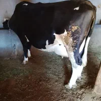 گاوهلشتاین