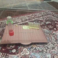 قفس پرنده