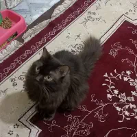 بریتیش رنگ چاکلتی