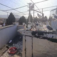 کبوتر طوقی