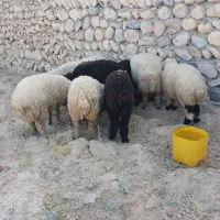 حیوانات مزرعه