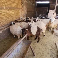 فروش تعدادی بره پرواری درجه یک (گوشتی و داشتی)