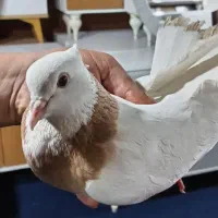 کفتر یا کبوتر ماده جون طوقی آماده جفت زدن