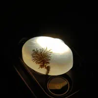 شجر خاص تک درخت