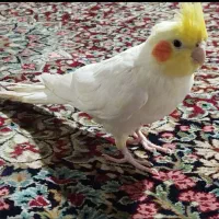 عروس هلندی