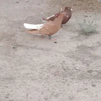 کبوتر جفتگاه