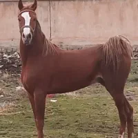 اسب سواری