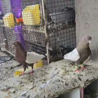 پرنده