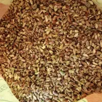 مغز پسته اعلا اکبری زرندیه