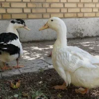 اردک محلی ماده