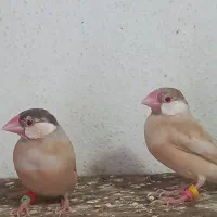 فنچ.