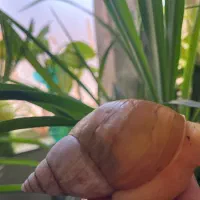 فروش حلزون آچاتینا