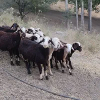 بره ماده داشتی