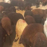 بره نر چاق ولاغر