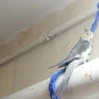 بچه عروس هلندی  سینامون