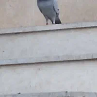 خواف ۲