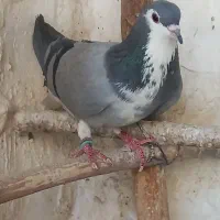 کفتر خرقه