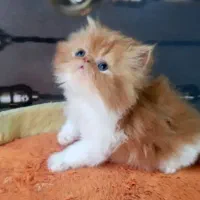گربه قهوه ای پرشین اسکات