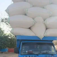 کاه گندم.کاه جو،کا نیشکر،کلش گندم