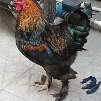 مرغ و خروس نژاد دار پا پر