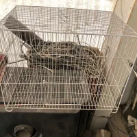 قفس پرنده