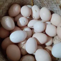 تخم مرغ نطفه دار و جوجه زینتی