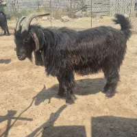 اخته