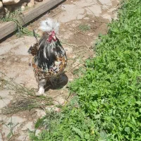 بوقلمون ماده و نر و خروس پاپر فروشی