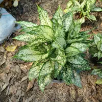 فروش آگلونما برفی به صورت عمده