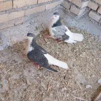 کفتر ساده