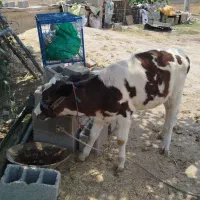 فروش گوساله