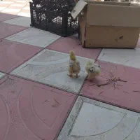 جوجه برهما
