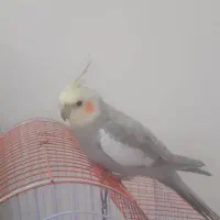 عروس هلندی سخنگو