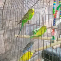 مرغ عشق دونه ای ۳۰۰ تومن