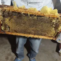 عسل طبیعی کوهایی حسن آباد