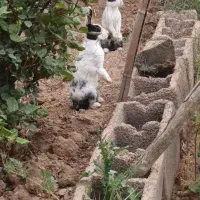 خرگوش