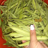لوبیا سبز کیلوی ۲۵۰
