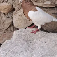 ۷۰۰