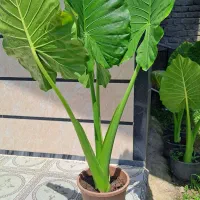 گل بابا آدم