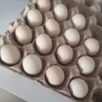 تخم نطفه دار مرغ ابریشمی