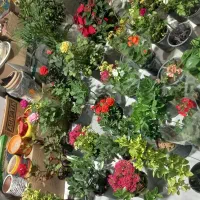 گل و گلدان آپارتمانی