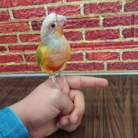 طوطی گرینچیک