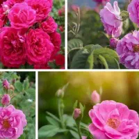 عرقیات عرق گلاب ...