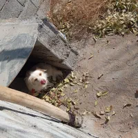 پاپی